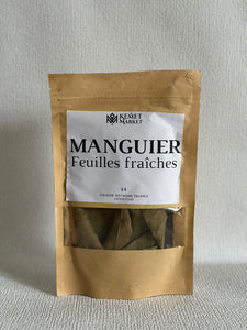 Manguier feuilles fraîches